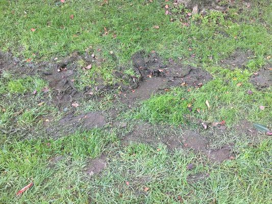 This is what you get when Seasonal Solutions supposedly cuts your lawn!!! This is horrible and unexceptionable-