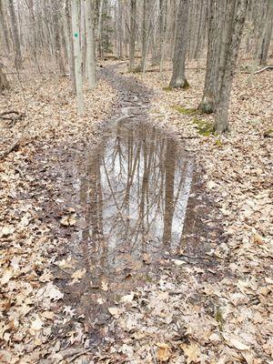 Green trail covered up with water and mud. A footbridge would be helpful.