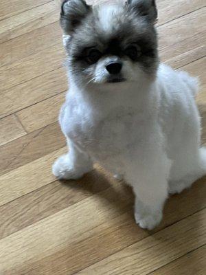 Pomeranian