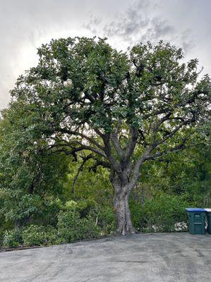 Canopy shaping on Carob tree