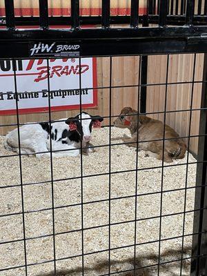 Baby calves in the Pony trails area