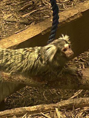 Marmoset