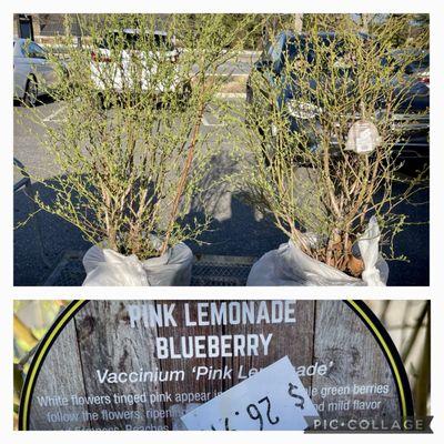 Bought these blueberries for the garden