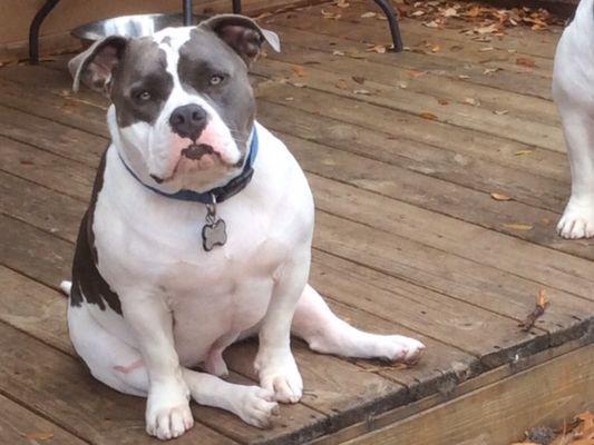 Bubba, a big American Bully hambone!