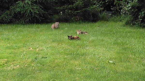 Adjacent to their parking lot is a grassy lot with these unapproachable cute little turds living there.