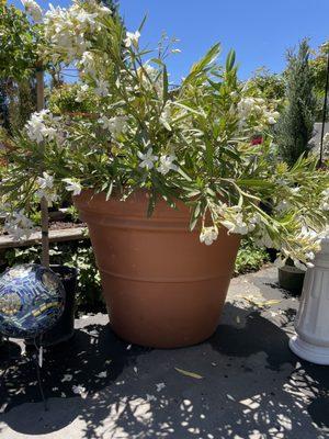 Beautiful planter pots