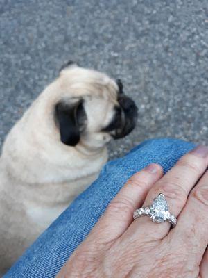 What could be better than a pug and a pear shape diamond!