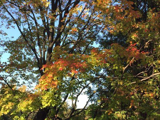 Autumn colors!  Tree near where we sat on the deck