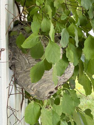 The hornet nest, attached to our fence and the vines covering it from initial view