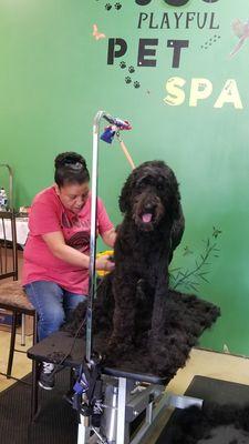 Our wonderful groomer Cindy with Cora.