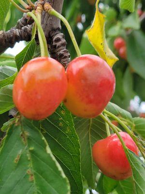 U-pick cherries