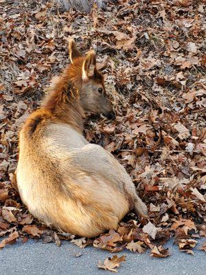 Baby elk!