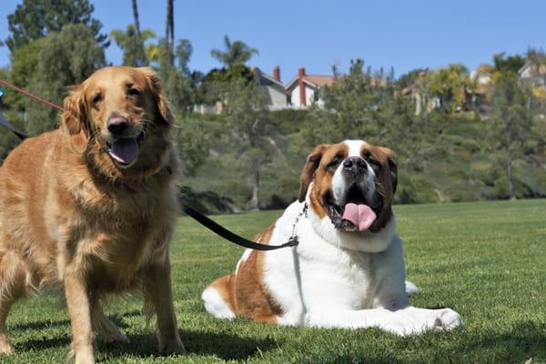 Pet Sitting and Dog Walking Specials Available in Laguna Niguel. Call (918) 809-5740. Also Serving: Dana Point, Aliso Viejo, San