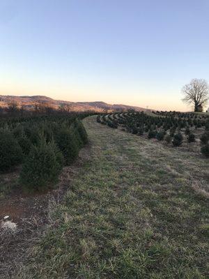 Smith Tree Farm