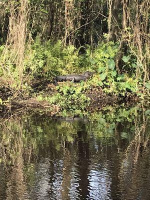 Gator hanging out