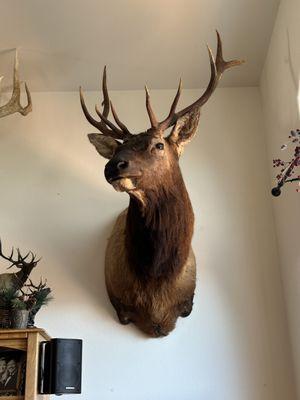 Fuson's Taxidermy