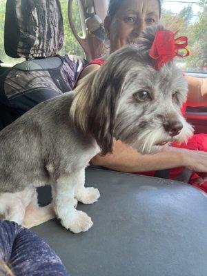 My baby Mocha after her first grooming