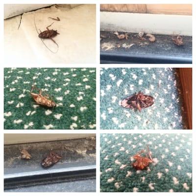 These show a combination of bugs we found already dead with the 7 we killed during our first night there. Disgusting!!!