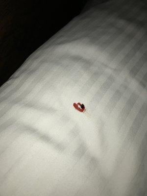 Yet another smashed bed bug.