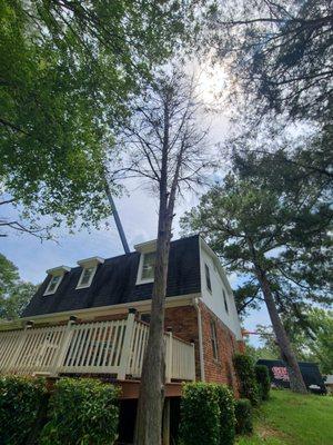 Dead cedar at corner of my deck.