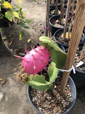 Dragon fruit