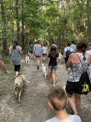 Walking on the trail with goats