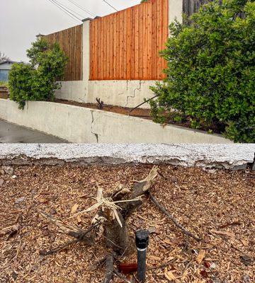 DESTROYED LANDSCAPING TREE- Golden Oak crew dragged limbs over mature wax leaf privet and so far refuses to replace it.