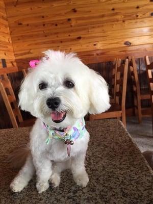 LyLy a few minutes after picking her up! Groomer : Angie