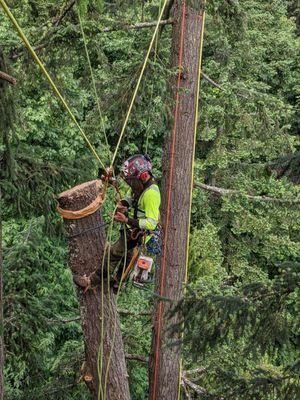 Daniel Goss, removal of uprooted fir tree that laid over into another fir tree.