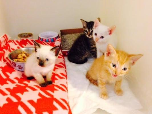 We just found new homes for all of these beautiful kittens and we still have more that need homes!