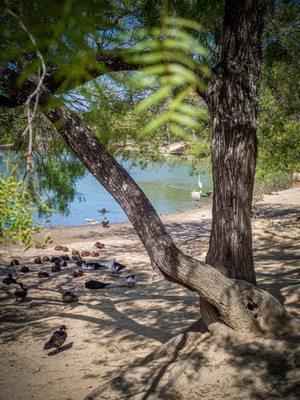 So many ducks and other large birds.