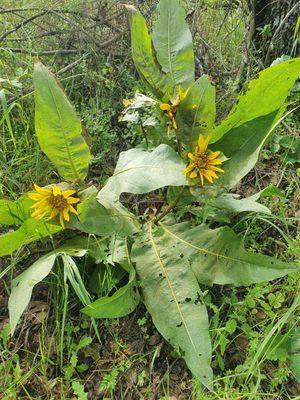 Wild flowers