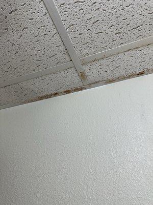 Moldy ceiling tiled