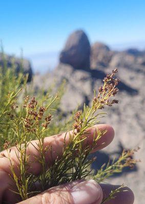 Mishe Mokwa Trail to Sandstone Peak