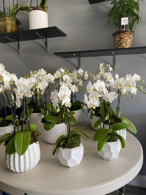 Beautiful orchids