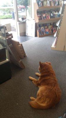 Store dog Cora enjoys a sunny day.