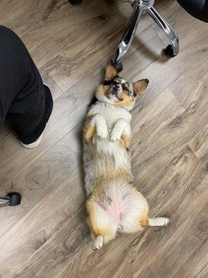 Lobby-corgi