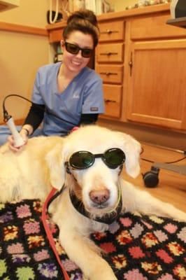 A senior pet receiving laser therapy for pain management