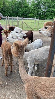 Harvard Alpaca Ranch