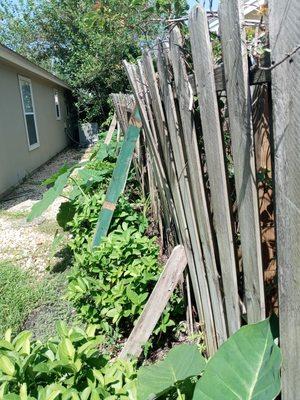 Fence that was ripped down.