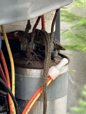 Lizard wrapped around the capacitor in an air conditioner.