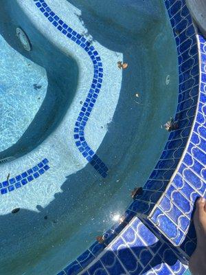 Brown and green algae every week and leaves left in the pool 3 minutes after they leave