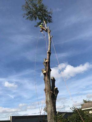 Removing a large oak in a tight back yard.