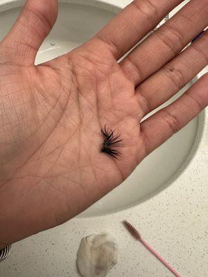 Clump of extension she applied to my lashes