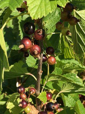 Black Currants