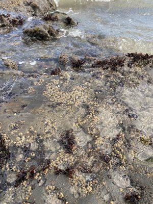 Look at all them barnacles!