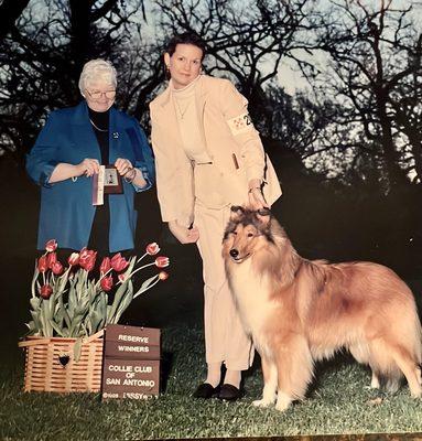 My first show collie  Ch Royal Rock Dream Come True