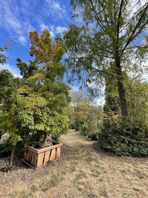 Katsura tree centered in the distance, smells like gingerbread @ Plant Oregon.