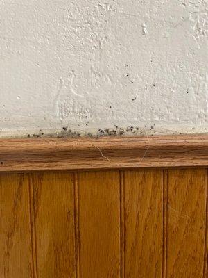 clump of dead flies on the wall