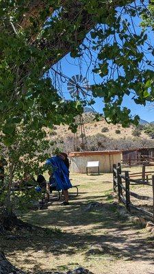 Under the cottonwoods